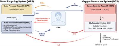 Development of Nitrogen Recycling Strategies for Bioregenerative Life Support Systems in Space